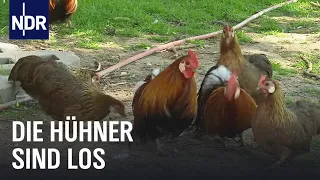 Hühner-Boom im heimischen Garten | Die Nordreportage | NDR Doku