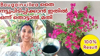 Bougainvillea 100% മുളച്ച് കിട്ടാനും നിറയെ പൂക്കാനും ഇങ്ങനെ ഒന്ന് ചെയ്ത് നോക്കു👍#bougainvilleaplant