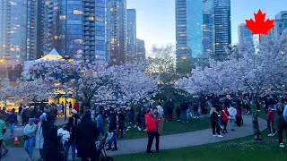 【Vancouver 2024】🇨🇦 1 Minute -David Lam Park 15-🌸 Vancouver Cherry Blossom Festival