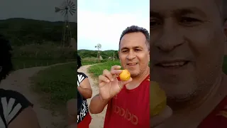 FIDELIS MANGUEIRA MOSTRA OS BENEFÍCIOS DA MACAUBA PARA A NOSSA SAÚDE! VEJA O VÍDEO E COMPARTILHE!