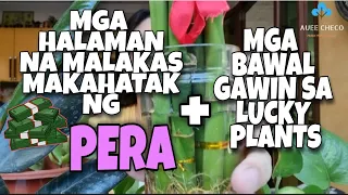 HOUSEPLANTS THAT ATTRACT MONEY || 🍀🌼🌿💸+ MGA BAWAL GAWIN SA LUCKY PLANTS