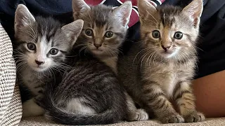 We found and rescued 3 abandoned kittens