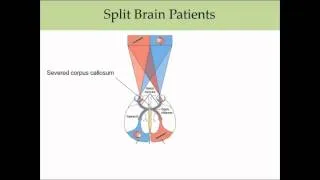 Exploring Psych Ch 2 Splitting the brain