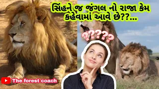 sih ne jungle no raja kem kahevama ave  che?  / lion vise માહિતી / gujrati ma