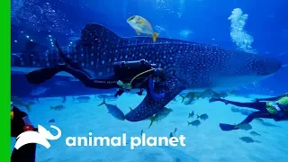 Dive Team Take Blood Sample From Massive Whale Shark | The Aquarium