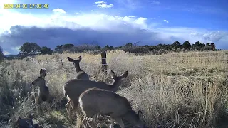 Herd of Deer at the Fence Feeding