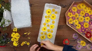 Using the Microwave to Press Flowers & Project Updates! 🌸🥀🌼 // Garden Answer