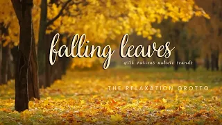 Falling Leaves with Various Nature Sounds | Wind, Rustling Leaves, Autumn Ambience