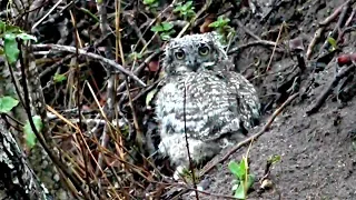 WildEarth - Sunrise Safari - November 20, 2019