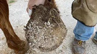 Front Shoeing a Old Rope Horse