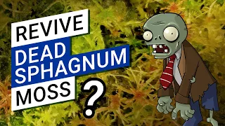 🌿 How to revive dead sphagnum moss 💀 (can dried sphagnum grow again?)