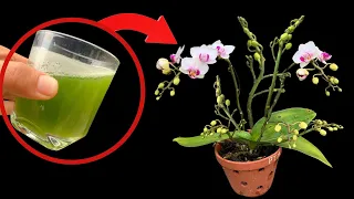 If you know this secret, your orchid will bloom forever