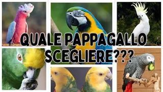 Quale pappagallo scegliere?Consigli prima di acquistare un pappagallo!Dove comprare un pappagallo?