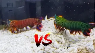 Giant Mantis Shrimp VS Super-Red Mantis Shrimp *EPIC BATTLE*