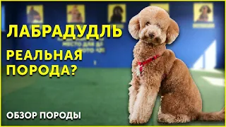 Обзор породы Лабрадудль | Это не выдумка? | Что нужно знать | Школа для собак DRED