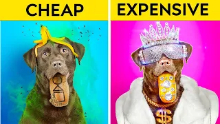 MAGIC DOG WAS ADOPTED BY BILLIONAIRE FAMILY || Rich vs Poor | Coolest Ideas for Pets by 123 GO!