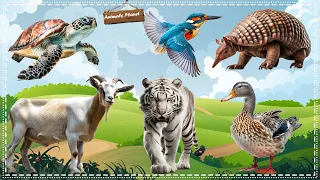 Bustling animal world sounds: Turtle, Kingfisher, Pangolin, White Tiger, Goat, Duck