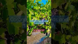 Arizona Vineyards- winter to summer. Coronado Vineyards #shorts