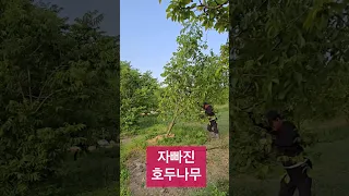 호두나무야 일어나