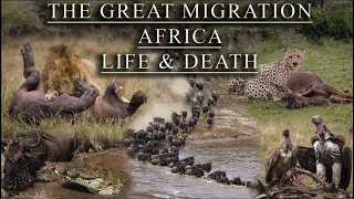 The Great Migration - Lions, Cheetah, Crocs Hunt Wildebeest, Zebra & Hippo in the Masai Mara, Africa