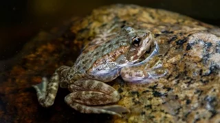 Endangered Mountain Yellow-legged Frogs Reintroduced