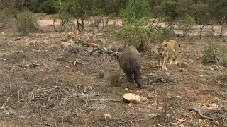 Baby rhino unbothered by lioness