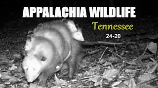 Appalachia Wildlife Video 24-20 of As The Ridge Turns in the Foothills of the Smoky Mountains