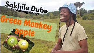 Eating wild fruit with Sakhile Dube - Safari and Surf - Wilderness Adventures