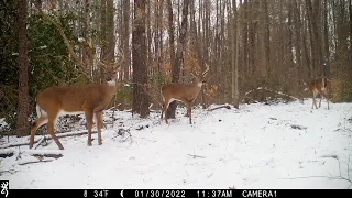 Trail Camera Pick-Up (2/6/2022)