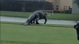 Massive Alligator on Florida Golf Course Looks Like Godzilla