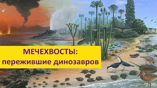 Мечехвосты: пережившие динозавров Наталья Носова