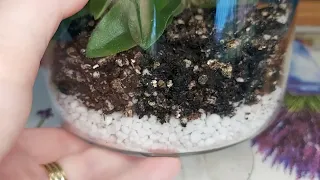 **** Zimniy Twitcock AFRICAN VIOLET FIRST FLOWERING - Terrarium Planting What Substrate To Use ****