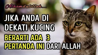 Jika Anda Didekati Kucing, Ada 3 Pertanda ini Dari Allah | Masyaallah..