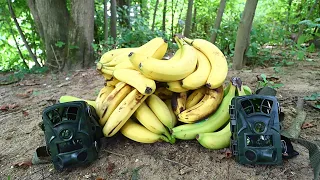 What Happens to a Pile of Bananas in the Woods? (Trail Camera)