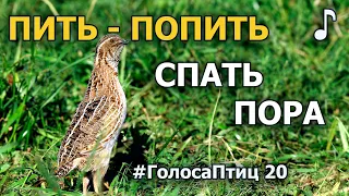 Кто кричит «Спать пора»? #ГолосаПтиц 20