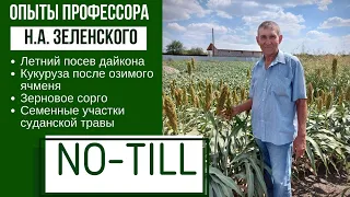 Сорго, суданская трава, кукуруза, дайкон по прямому посеву. Опыты профессора Н.А. Зеленского.