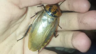 giant six-spotted cockroaches