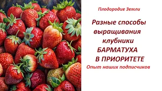 Клубника в  различном  исполнении у Елены из Саратовской области