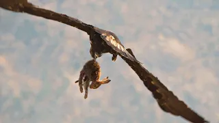 Most epic Eagle hunting Rabbit attack moments