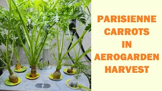 Parisienne Carrots in Aerogarden Harvest | Indoor Hydroponics Gardening