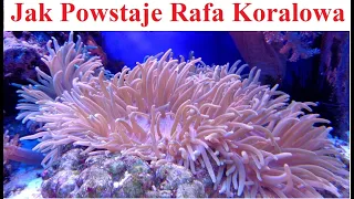 Jak Powstaje Rafa Koralowa