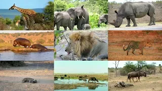 African animals in Spanish for children with pronunciation (and videos)