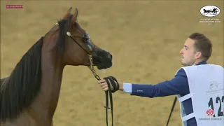 N 122 CARLOTTA CJ   Qatar National Arabian Horse Championship 2021   Yearling Fillies Class 3A