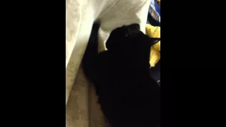 Black cat keep scratching the bed sheet. Funny? Challenging?