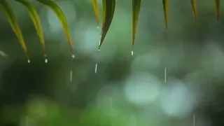 Relaxing Music & Soft Rain Sounds Relaxing Piano Music, Sleep Music, Peaceful Music