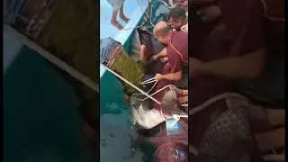 Акула людоед в Хургаде поймана. Египет 2023