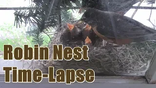 Robins Nest Time -Lapse 2018
