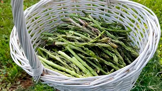 Recolectando ESPÁRRAGOS trigueros en un viejo olivar