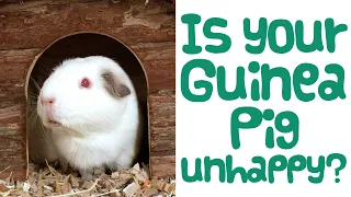 5 SIGNS Your GUINEA PIG is SAD or UNHAPPY | Guinea Care | Guinea Piggles