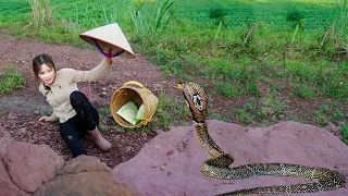 The Sudden Attack of a Giant SNAKE, Harvesting Eggplants go to Market Sell, Gardening | Country Life